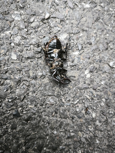 Lucanus ibericus subvelutinus