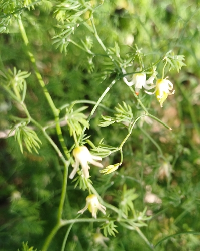Asparagus declinatus, photograph 3