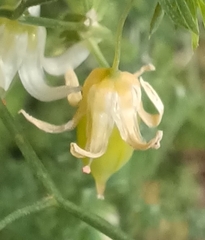 Asparagus declinatus, photograph author not stated, no rights reserved