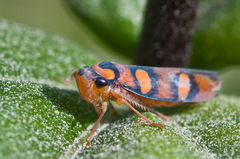 Erythrogonia jucunda