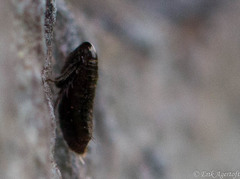 Ceratophyllus gallinae