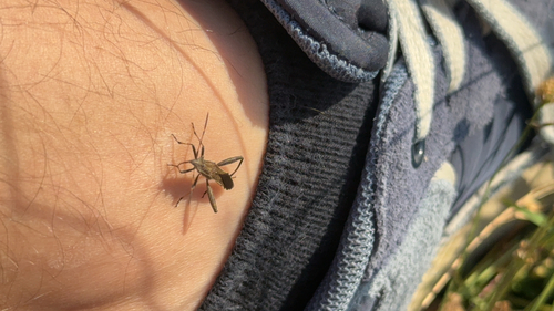 Camptopus lateralis