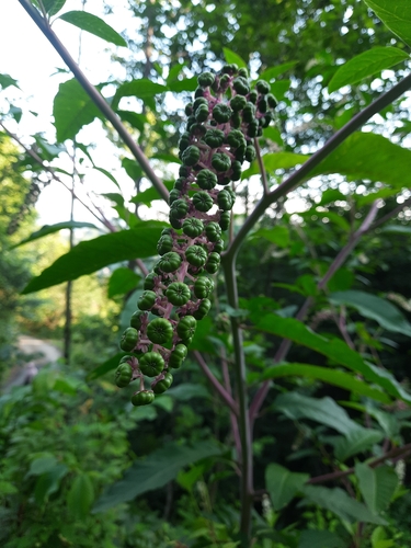 American pokeweed