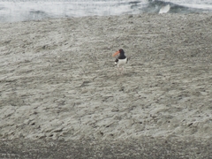 Haematopus ostralegus