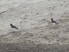 Haematopus ostralegus