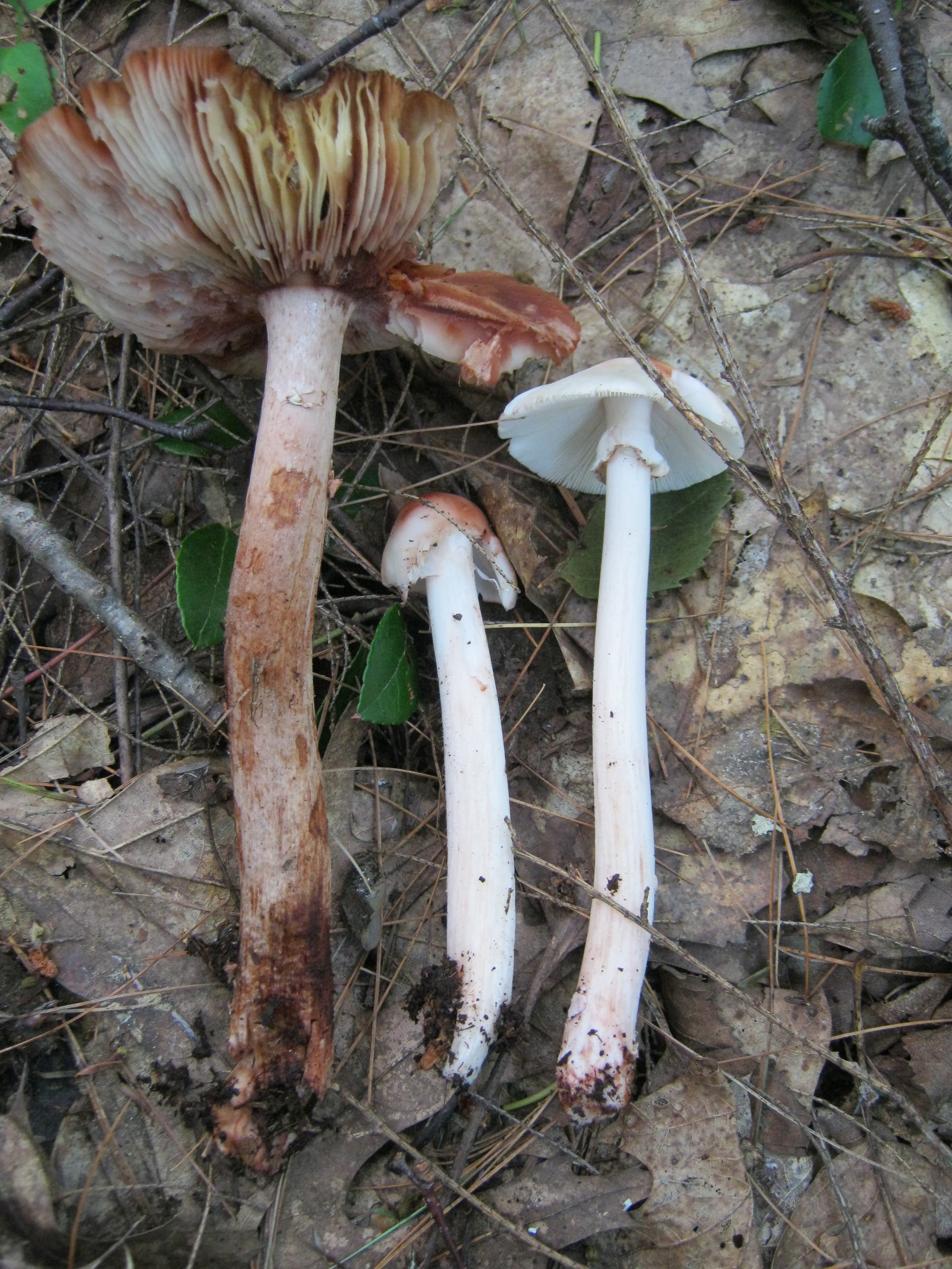 Amanita rubescens var. rubescens image