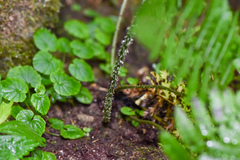 Diplazium kawakamii