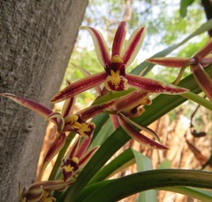 Cymbidium bicolor