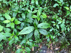 Paraphlomis javanica