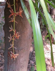 Cymbidium bicolor