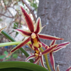 Cymbidium bicolor