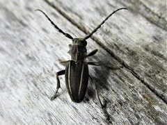 Neodorcadion bilineatum