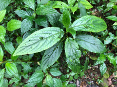 Paraphlomis javanica