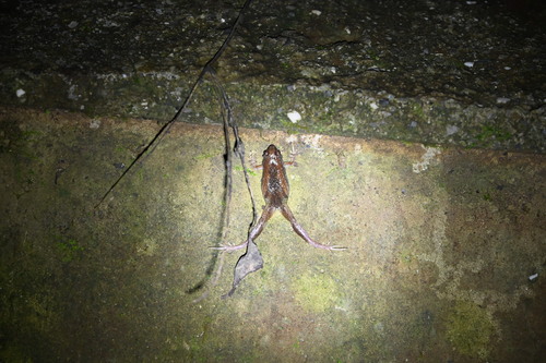 East Asian Ornate Chorus Frog