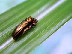 Agrilinae