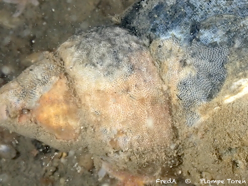Encrusting Bryozoan, Schouwen-Duiveland, Pays-Bas, photo 9 of 10