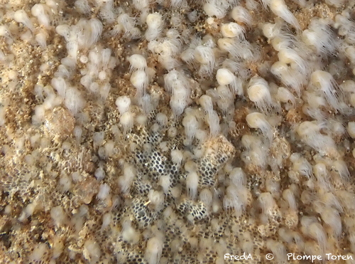 Encrusting Bryozoan, Schouwen-Duiveland, Pays-Bas, photo 10 of 10