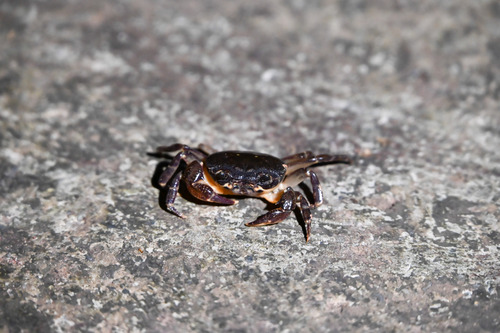 Sinolapotamon patellifer