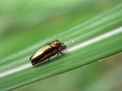 Agrilinae