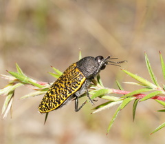 Stigmodera macularia
