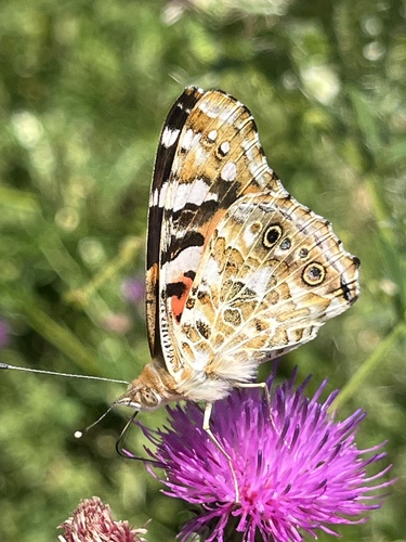 Painted Lady