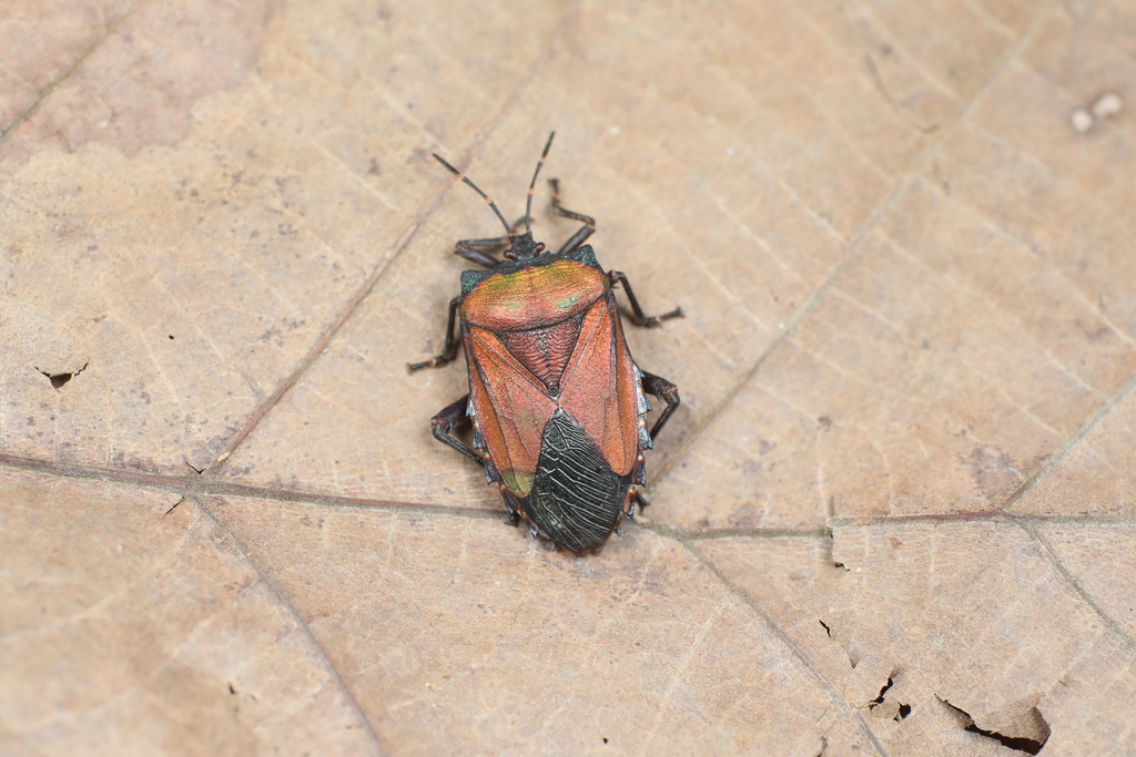 Serrocarpona celebensis