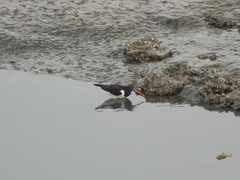 Haematopus ostralegus
