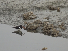 Haematopus ostralegus