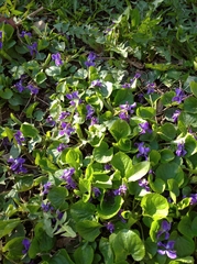 Viola odorata