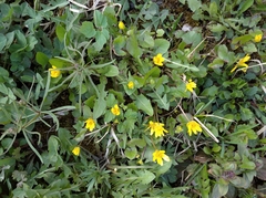 Ficaria verna