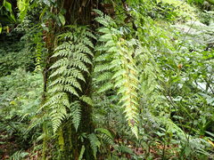 Asplenium neolaserpitiifolium