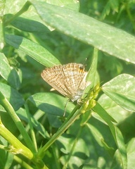 Lampides boeticus