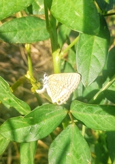 Lampides boeticus