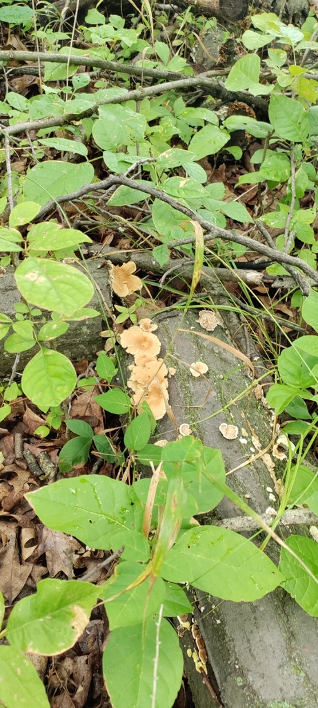 golden-gilled gerronema · July 2026 · photo: Photo: (c) ksaro1, some rights reserved (CC BY) · iNaturalist