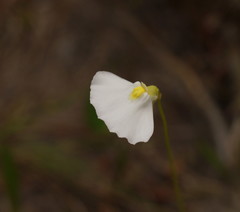 Utricularia barkeri