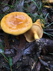 Austropaxillus muelleri