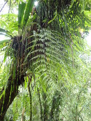 Asplenium neolaserpitiifolium
