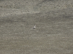 Pluvialis squatarola