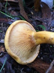 Austropaxillus muelleri