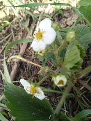 Fragaria viridis
