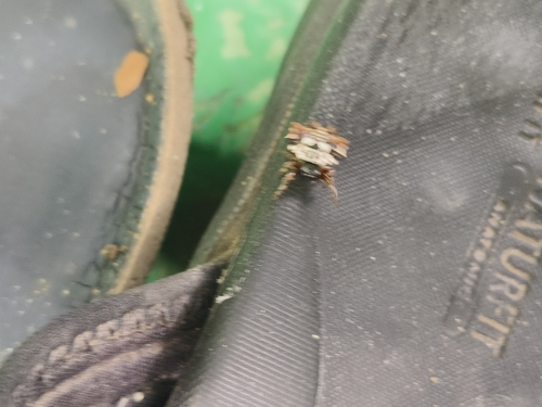 Asian Spinybacked Orbweaver