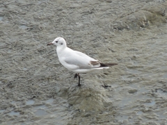 Chroicocephalus ridibundus