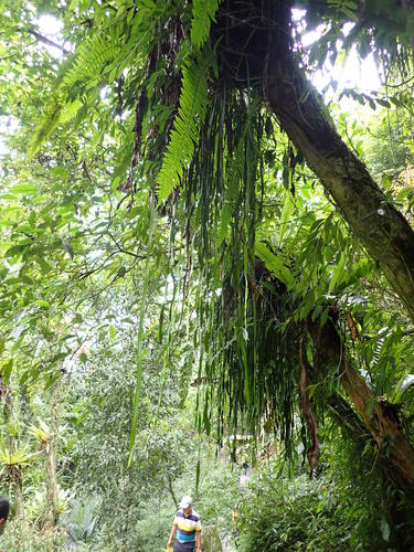 Haplopteris elongata