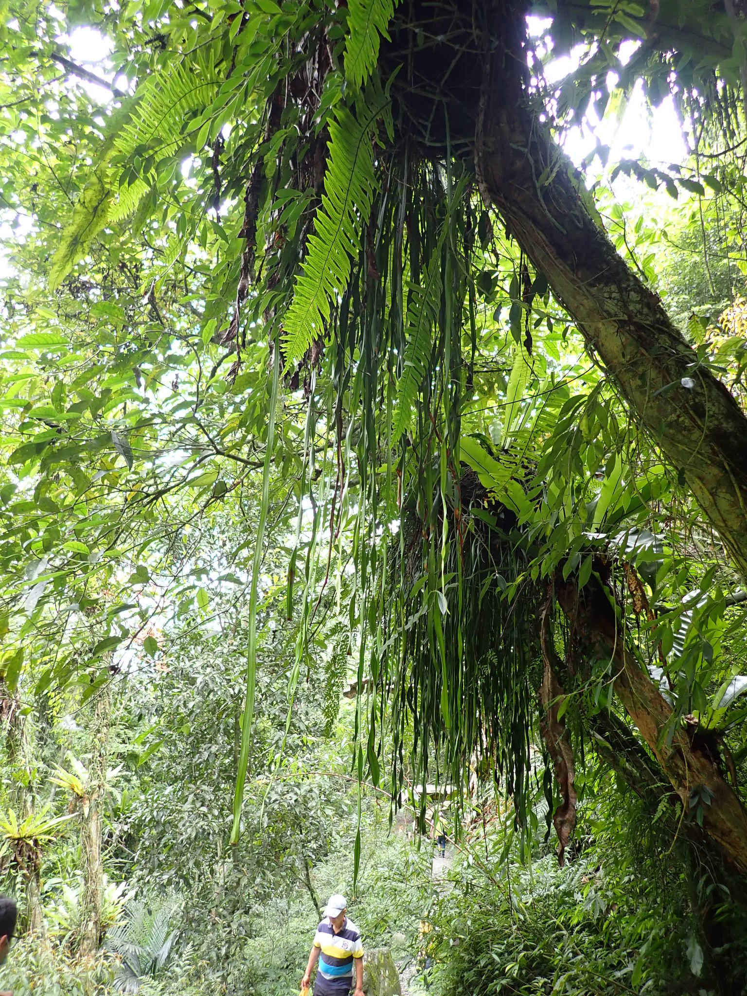 Tape Fern (Haplopteris elongata) · iNaturalist