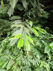 Lithocarpus brevicaudatus