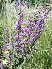 Salvia pratensis