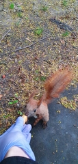 Sciurus vulgaris