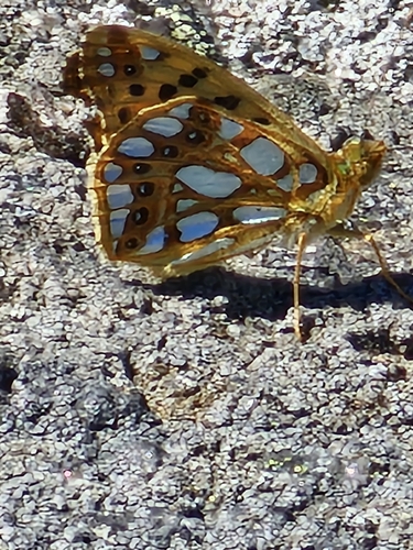 Queen of Spain Fritillary