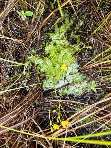 intermediate bladderwort