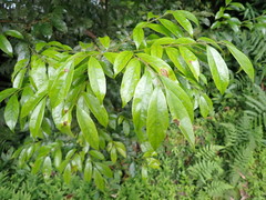 Prunus phaeosticta